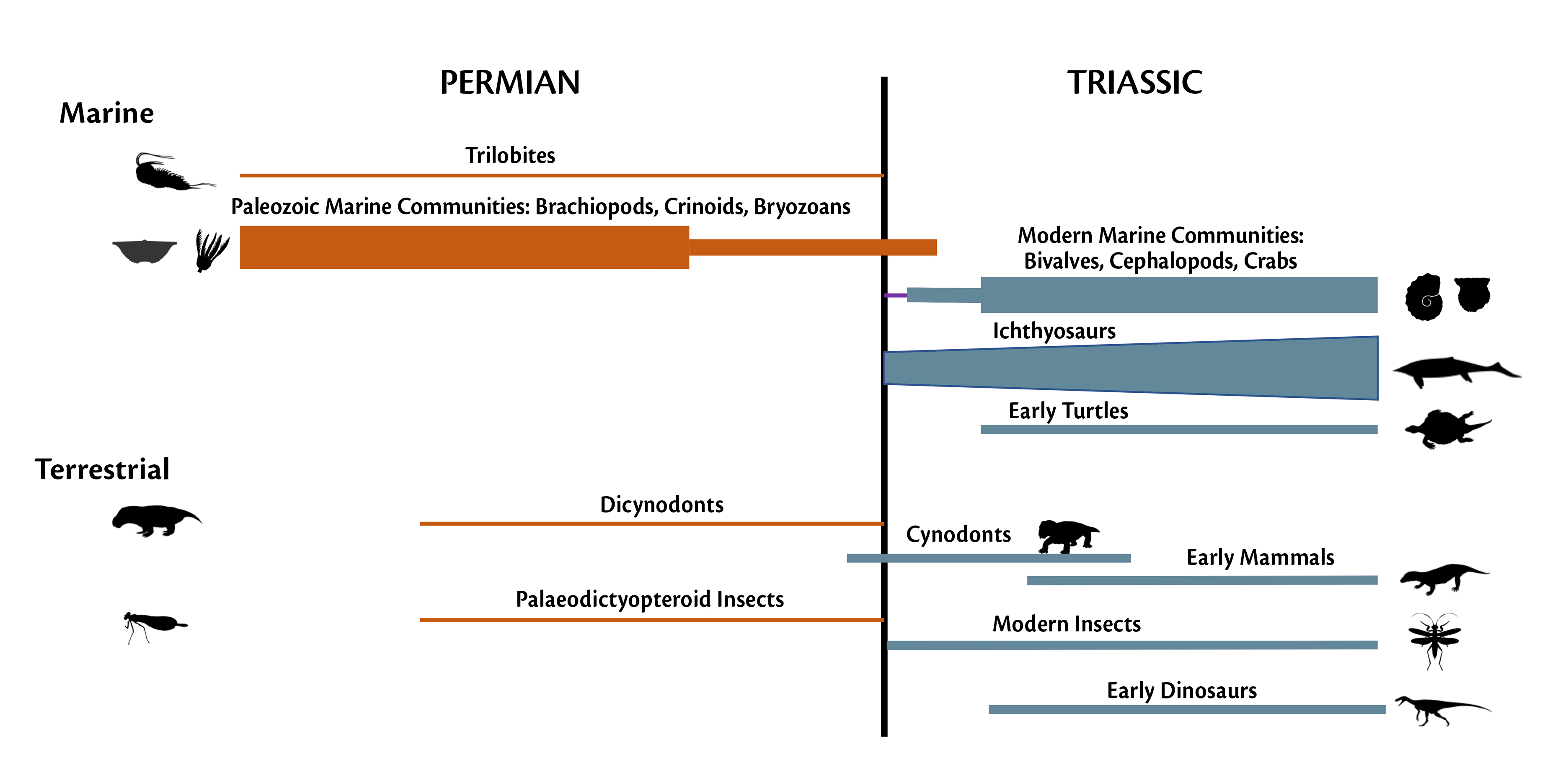 Figure: The disappearance of some Permian groups and appearance of some modern groups. Images from Phylopict.org.