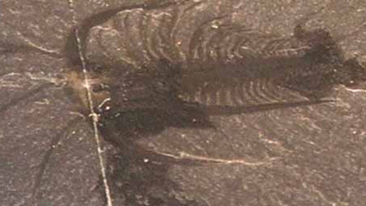 New evidence of animal development that led to the Cambrian explosion