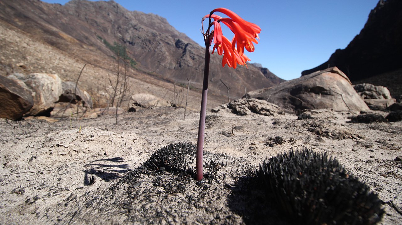What lies beneath: Roots as drivers of South African landscape pattern - Vimarsana News