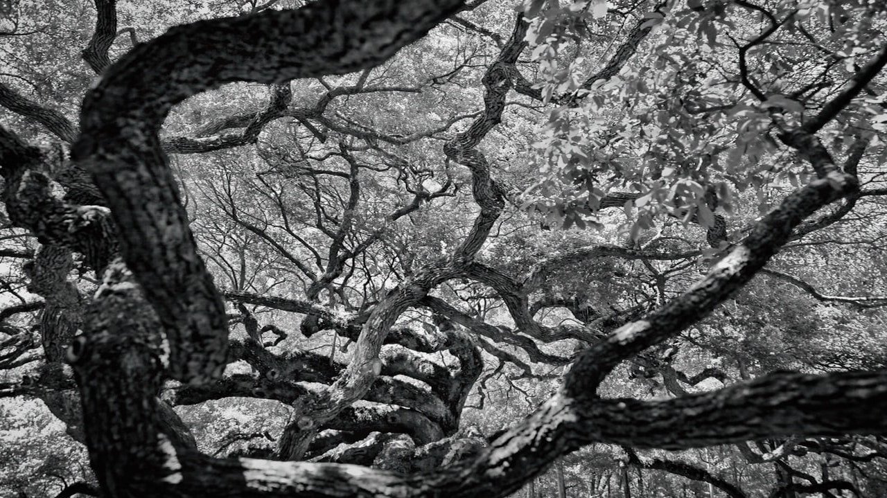 Language Tree Reconstruct Researchers reconstruct major branches in the tree of language | Santa ...