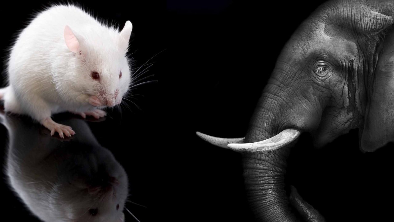 Video Metabolic rate scaling with species size ties to constraints of