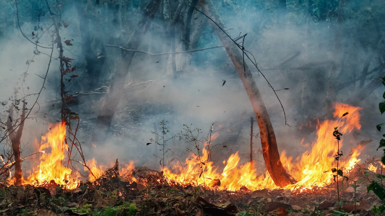 Research brief Study shows impacts of deforestation and forest burning